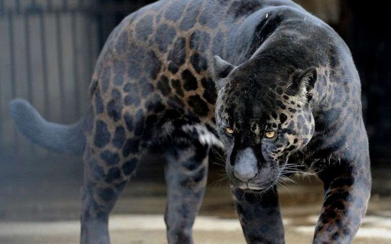 Selfie imprudent dans un zoo américain: le jaguar épargné