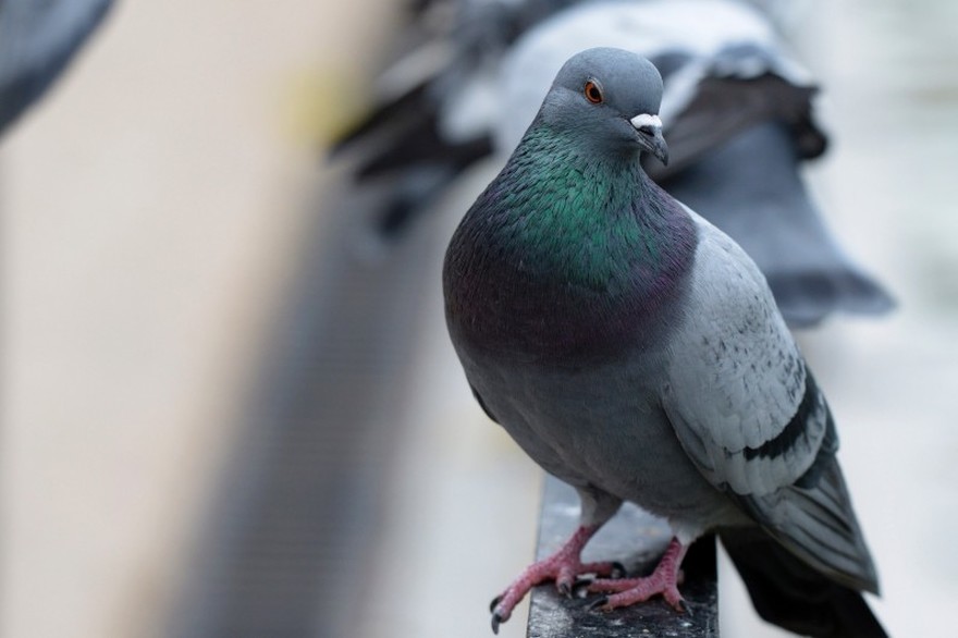 Un pigeon voyageur vendu 1,25 million d'euros en Belgique, record mondial