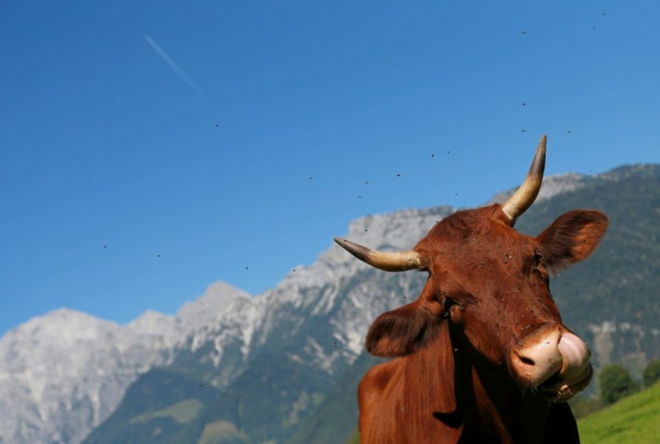 "Embrasse ta vache", le challenge qui ne fait pas rire l'Autriche