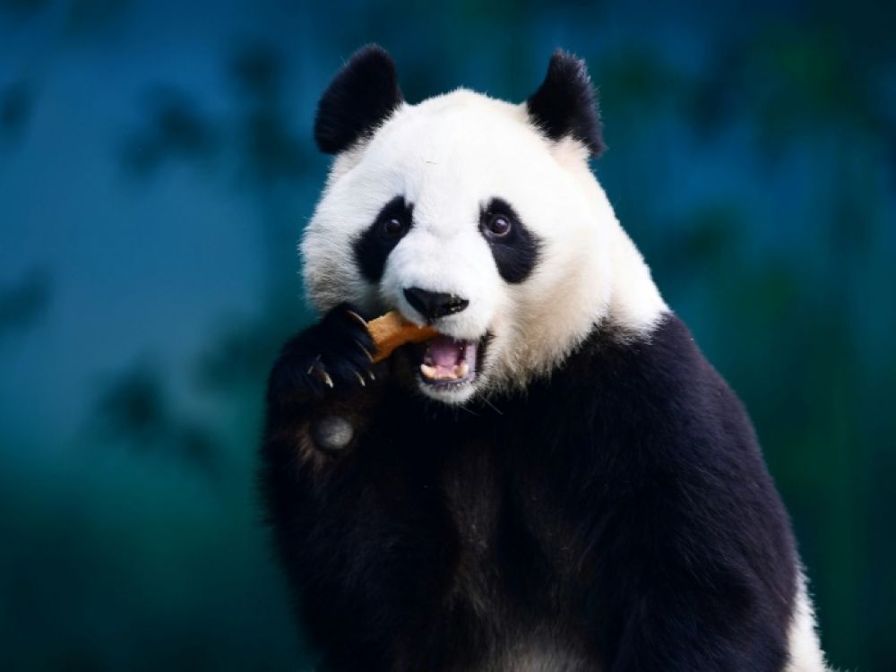 La Chine crée une application pour reconnaître les pandas