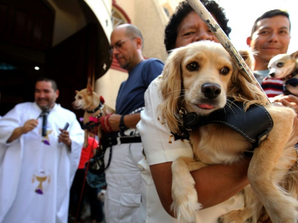 Mexique : une église bénit les animaux de sa paroisse
