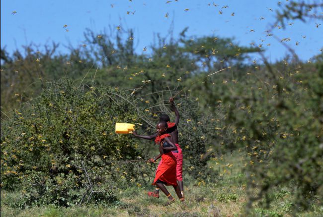 Les criquets, dernière plaie d'une Afrique de l'Est accablée par des variations climatiques extrêmes