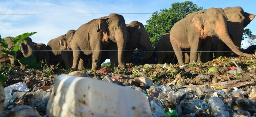 Le Sri Lanka veut empêcher les éléphants de manger les déchets en plastique